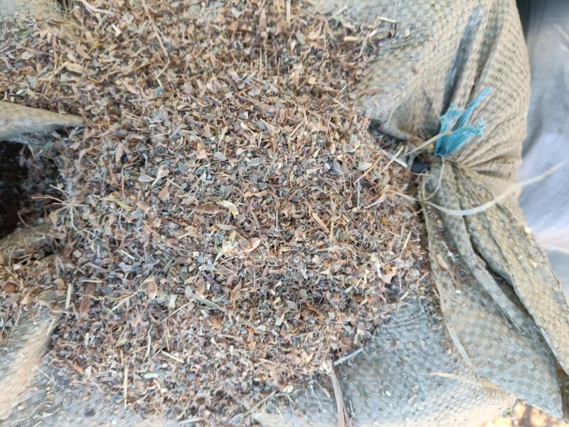 苦豆草