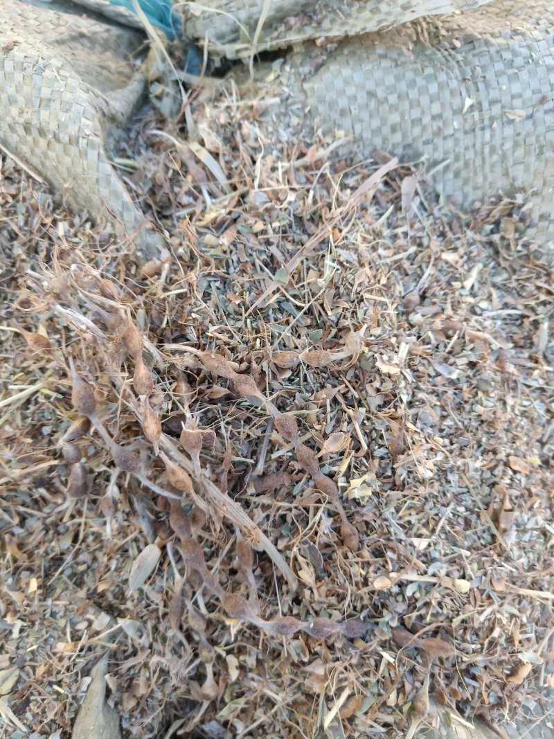 苦豆草