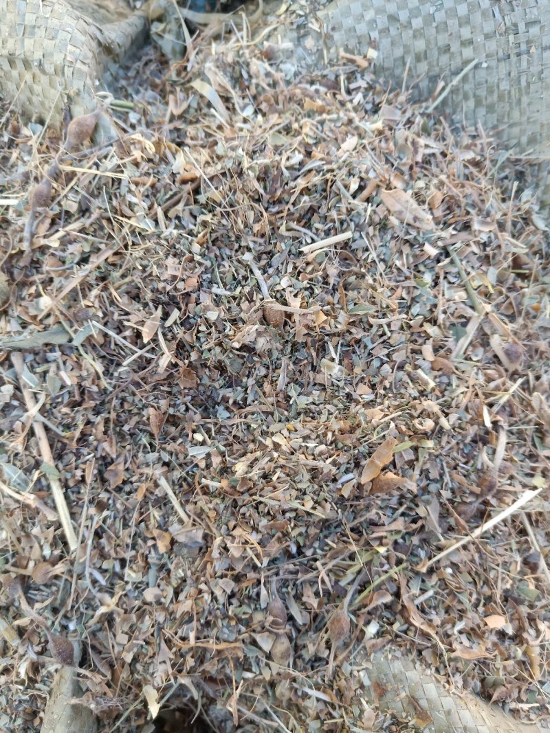 苦豆草