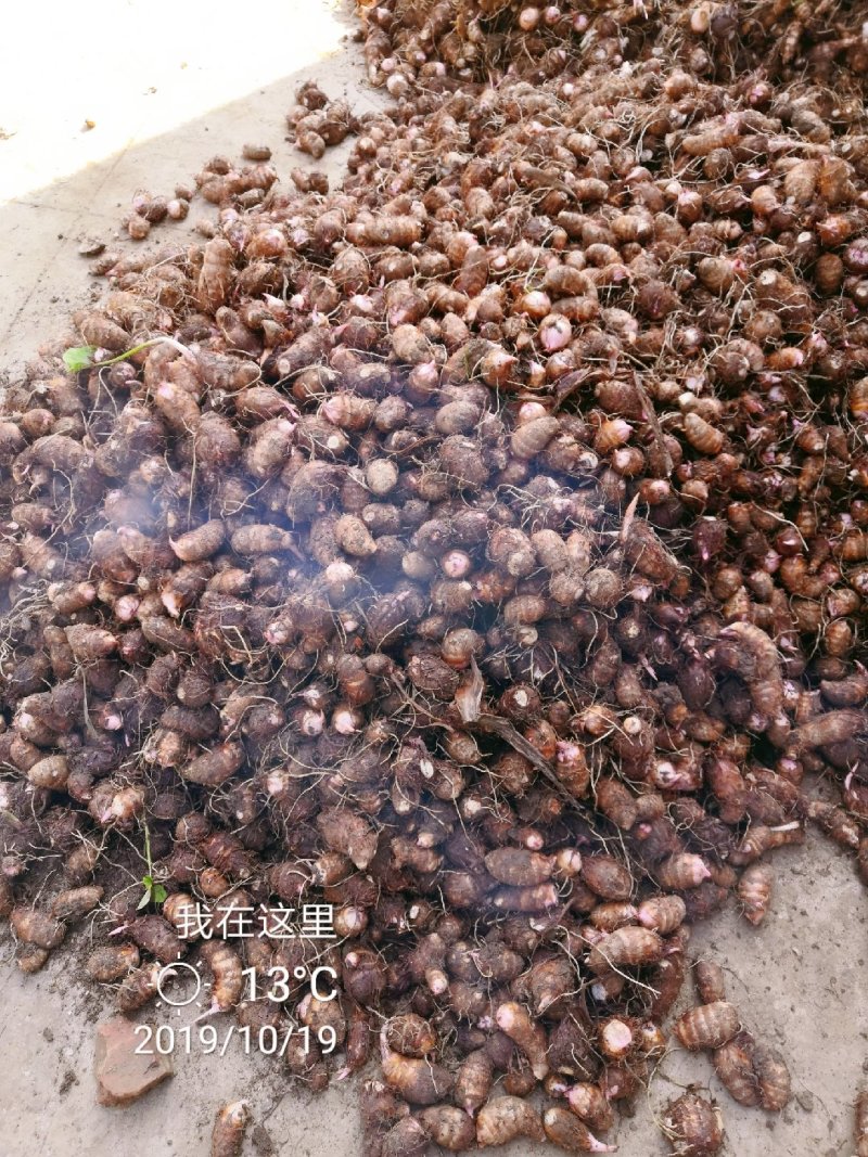 芋头大量上市了—便宜！！！红芽芋万亩基地，面向全国发货。