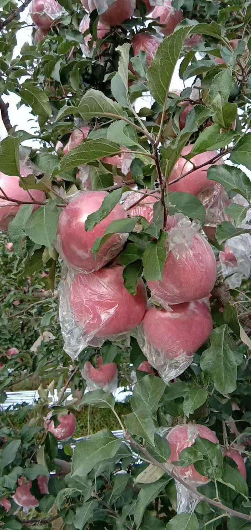 陕西礼泉红富士苹果纸加膜袋膜袋子红富苹果大量上市，