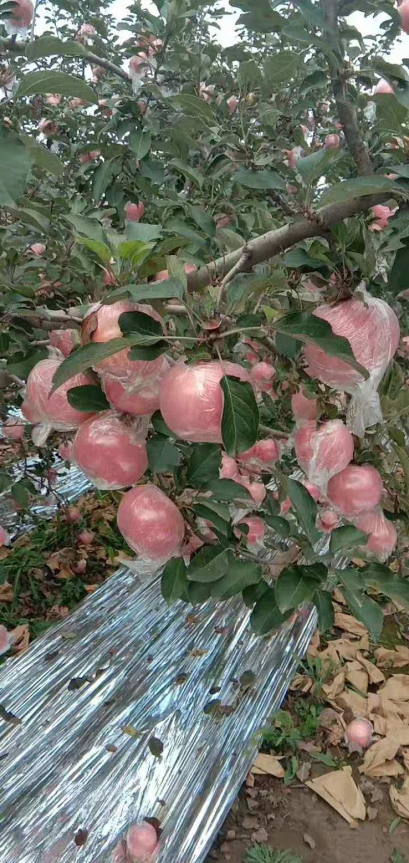 陕西礼泉红富士苹果纸加膜袋膜袋子红富苹果大量上市，