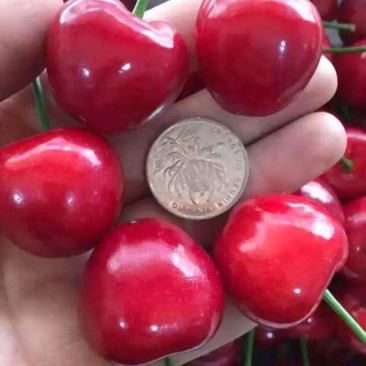 樱桃苗规格一公分到八公分