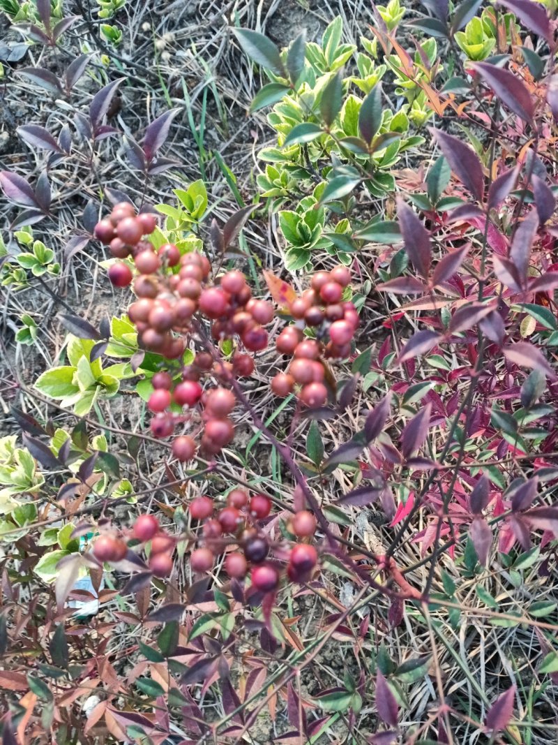 南天竹种子，花卉种子，林木种子