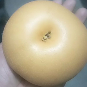 秋月梨