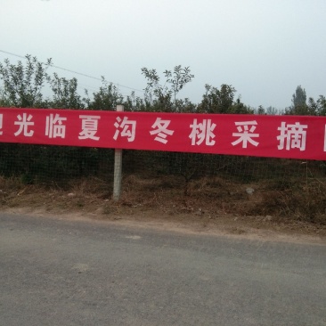 映霜红桃