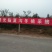 映霜红桃