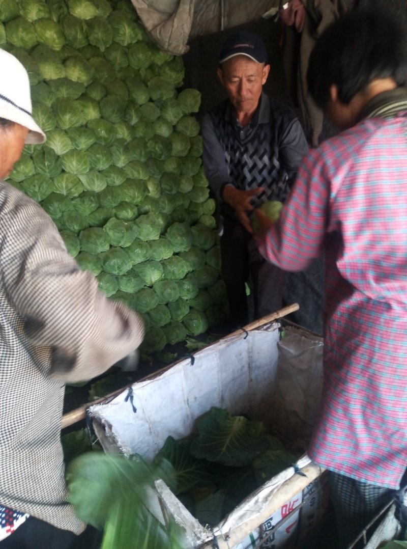 大量韩国青甘蓝上市