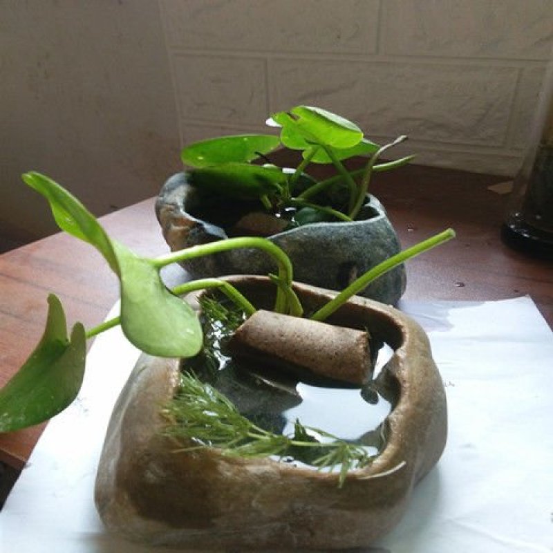 天然鹅卵石花盆多肉植物花盆水培石头鱼缸菖蒲铜钱草小盆景花