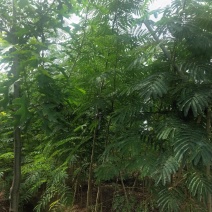 合欢1-30公分合欢树高低分枝合欢树/合欢苗/工程苗