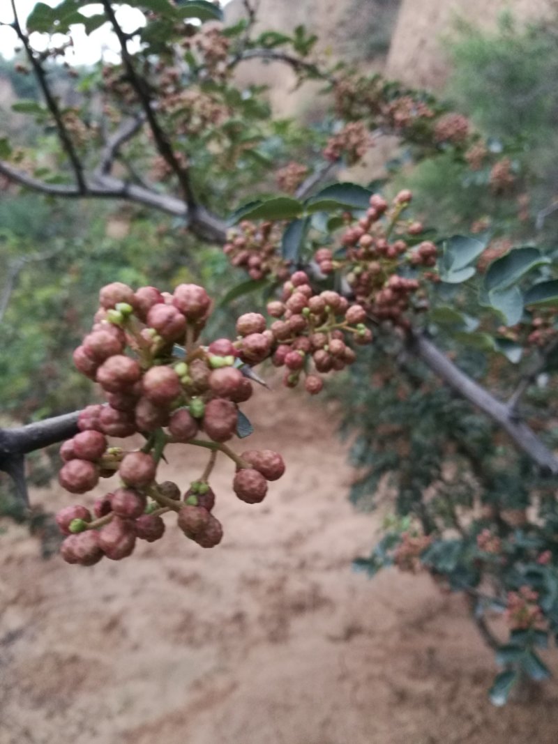 大红袍花椒一级干