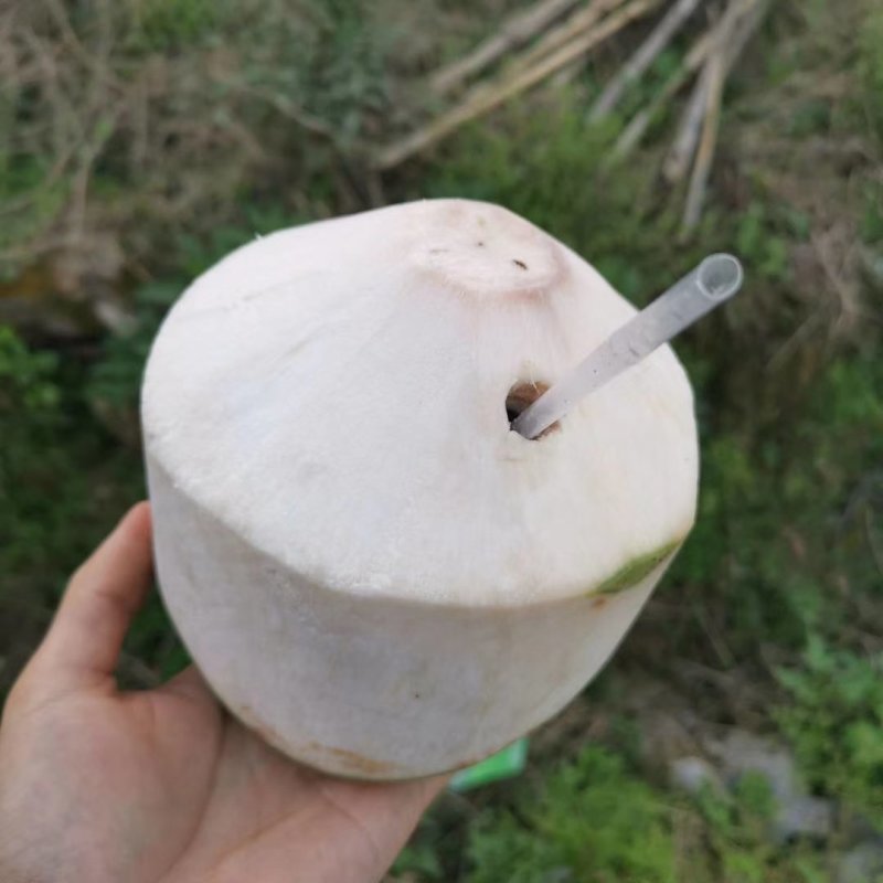 海南椰子——海南岛正宗椰子