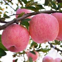 苹果树，保质保量，包技术，成活率高，可签订合同