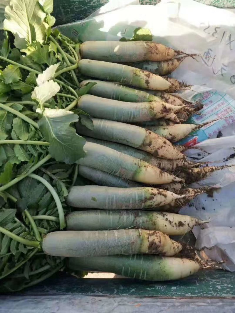 水果萝卜，青萝卜，大量上市，价格便宜，产地直销