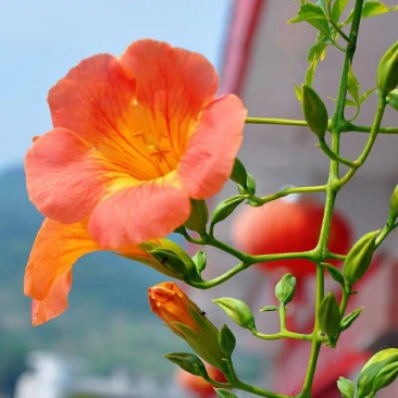 美国凌霄花苗庭院爬藤植物俄罗斯老桩大盆栽四季灵霄开花绿化