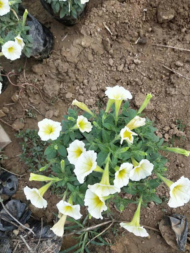 牵牛花，矮牵牛花，垂吊牵牛，五彩牵牛基地直销大量有货