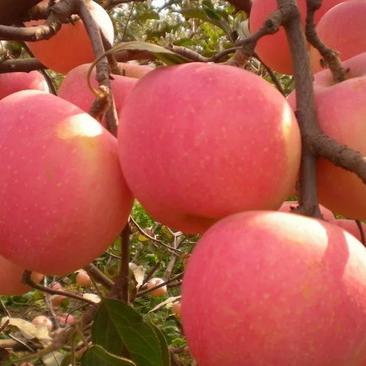 宫岐短支苹果树苗，保质保量，成活率高，包技术