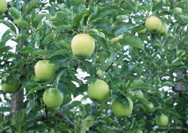 宫岐短支苹果树苗，保质保量，成活率高，包技术