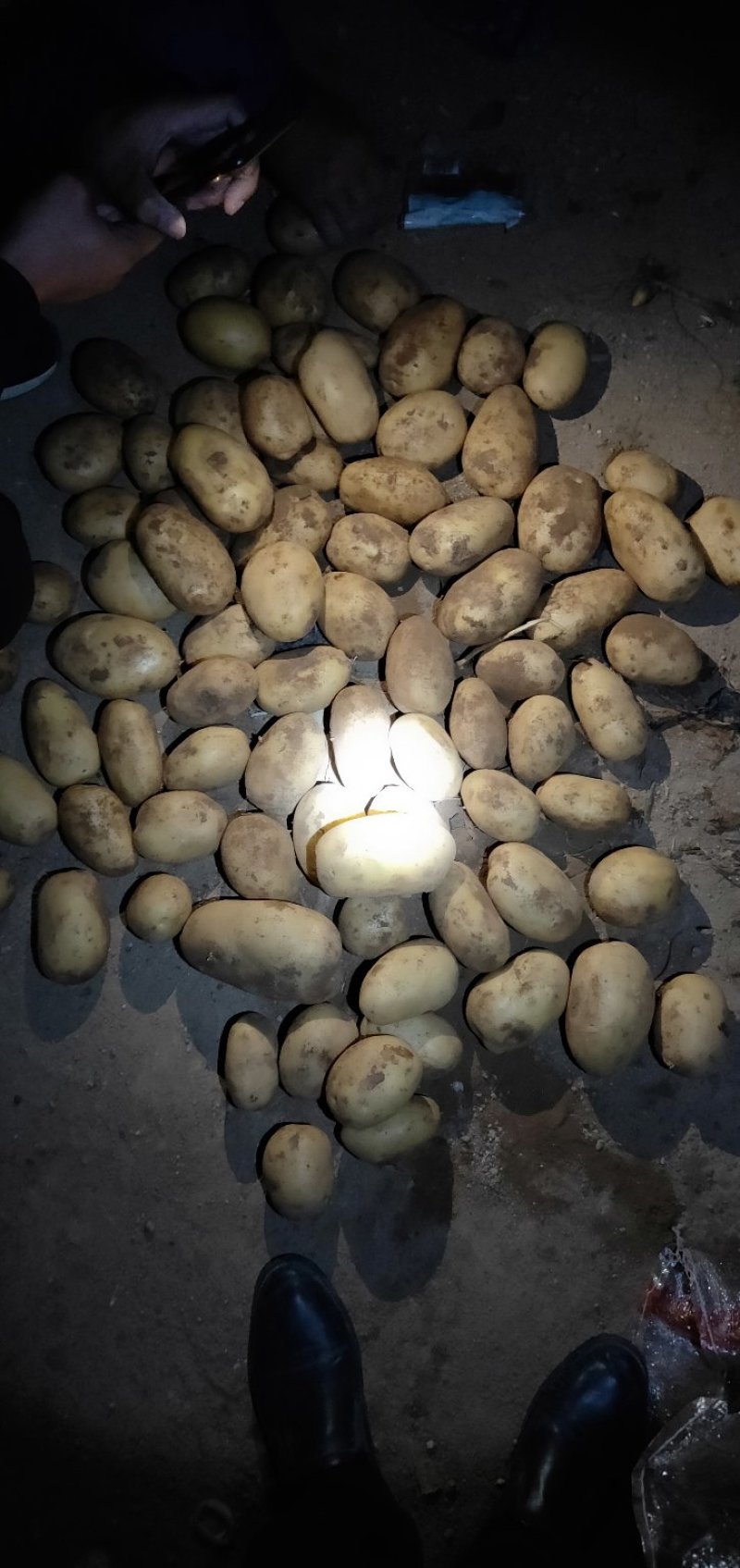 内蒙古四子王旗土豆大量出库沃土五号土豆黄心土豆批发市场