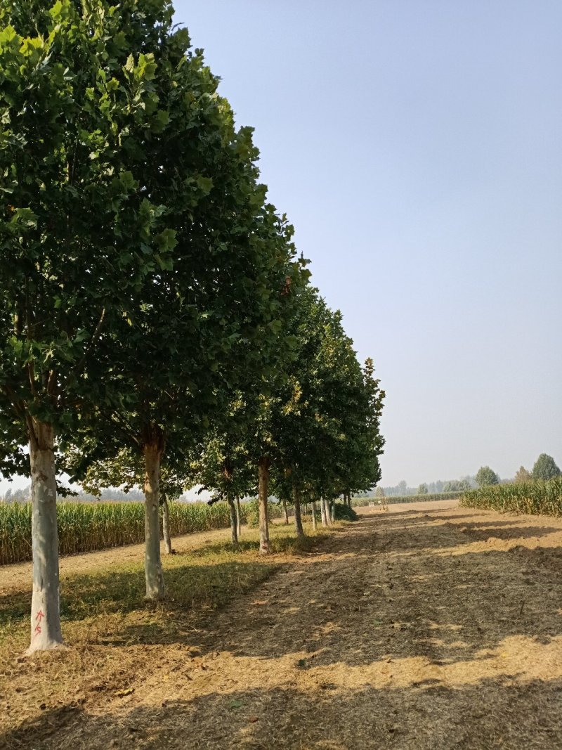25-30公分四年冒法桐