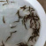 台湾泥鳅苗自孵水花保质保量提供技术欢迎合作