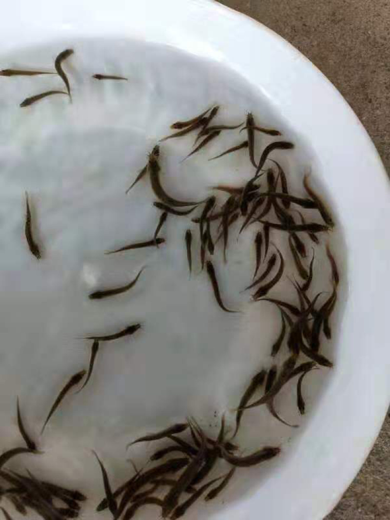 台湾泥鳅苗自孵水花保质保量提供技术欢迎合作