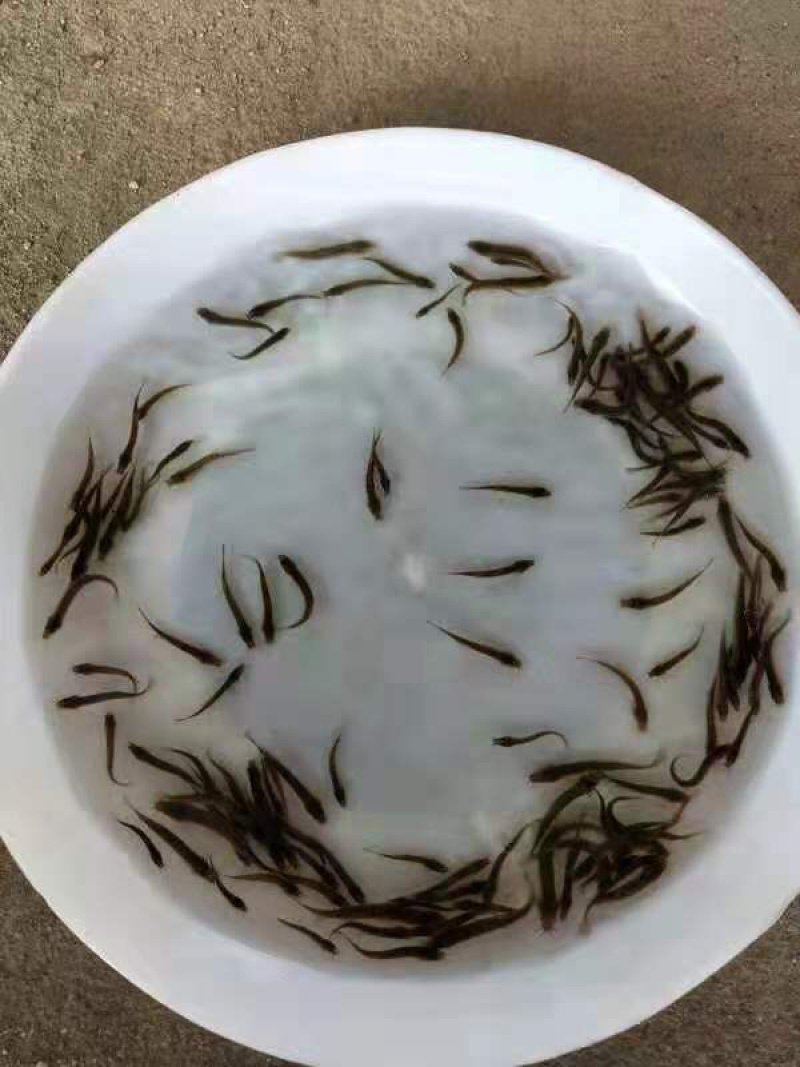 台湾泥鳅苗自孵水花保质保量提供技术欢迎合作