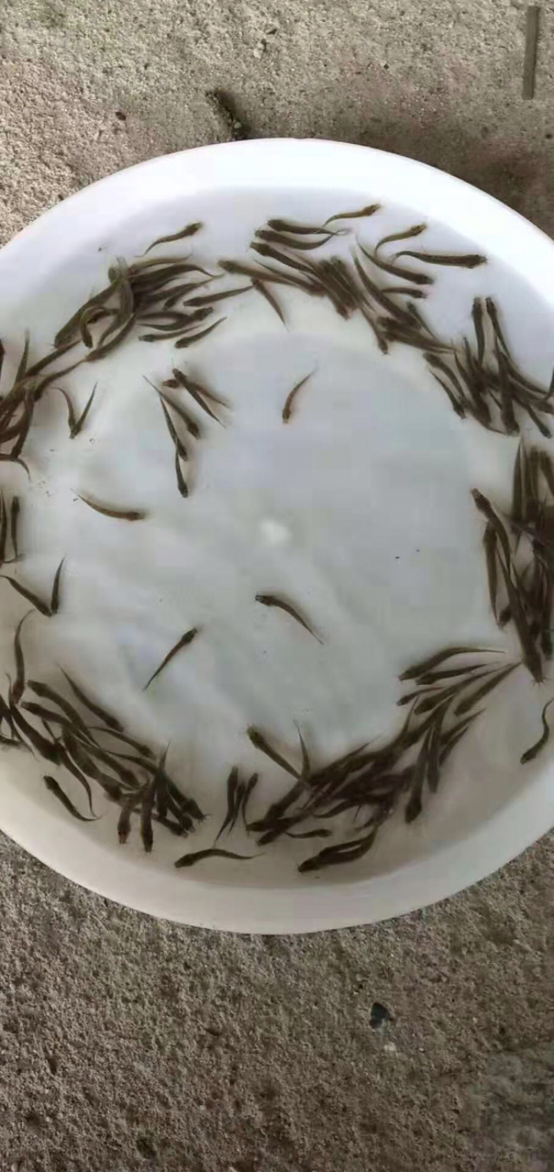 台湾泥鳅苗自孵水花保质保量提供技术欢迎合作