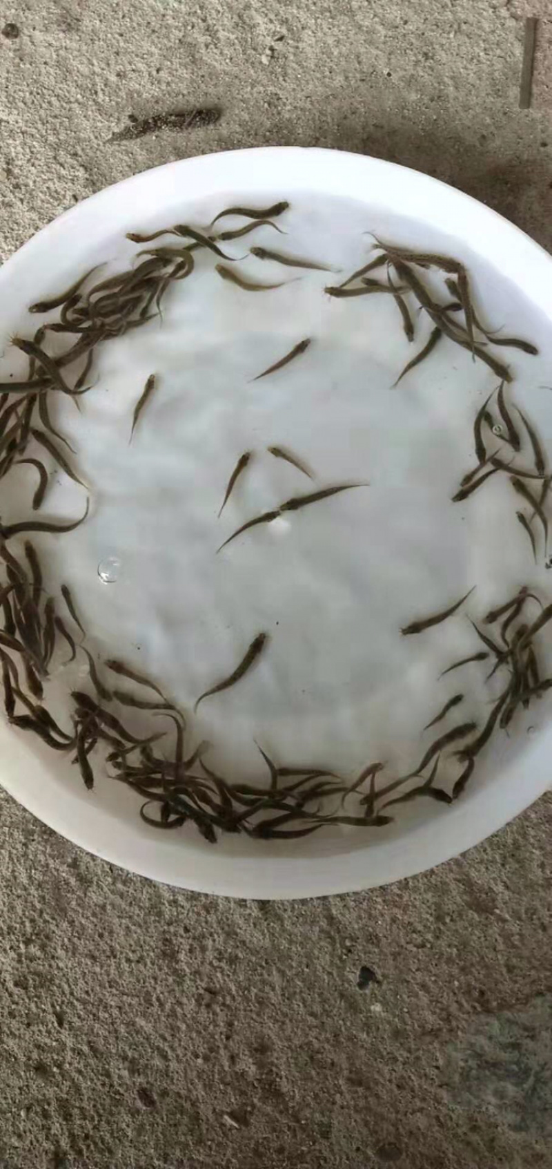 台湾泥鳅苗自孵水花保质保量提供技术欢迎合作