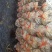 菌包大量供应服务周到价格公道新鲜直达欢迎选购