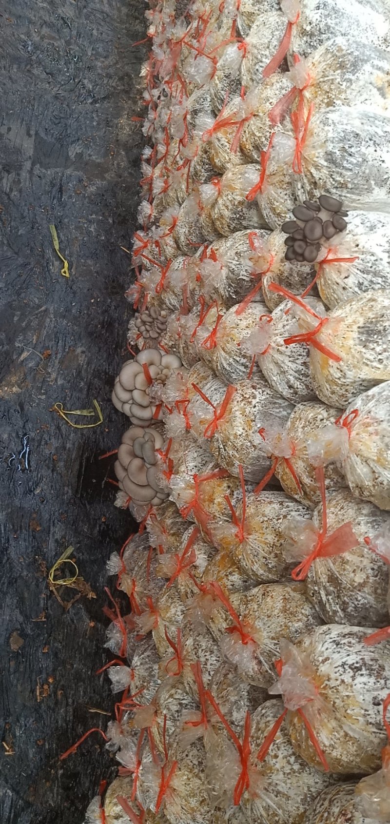 菌包大量供应服务周到价格公道新鲜直达欢迎选购