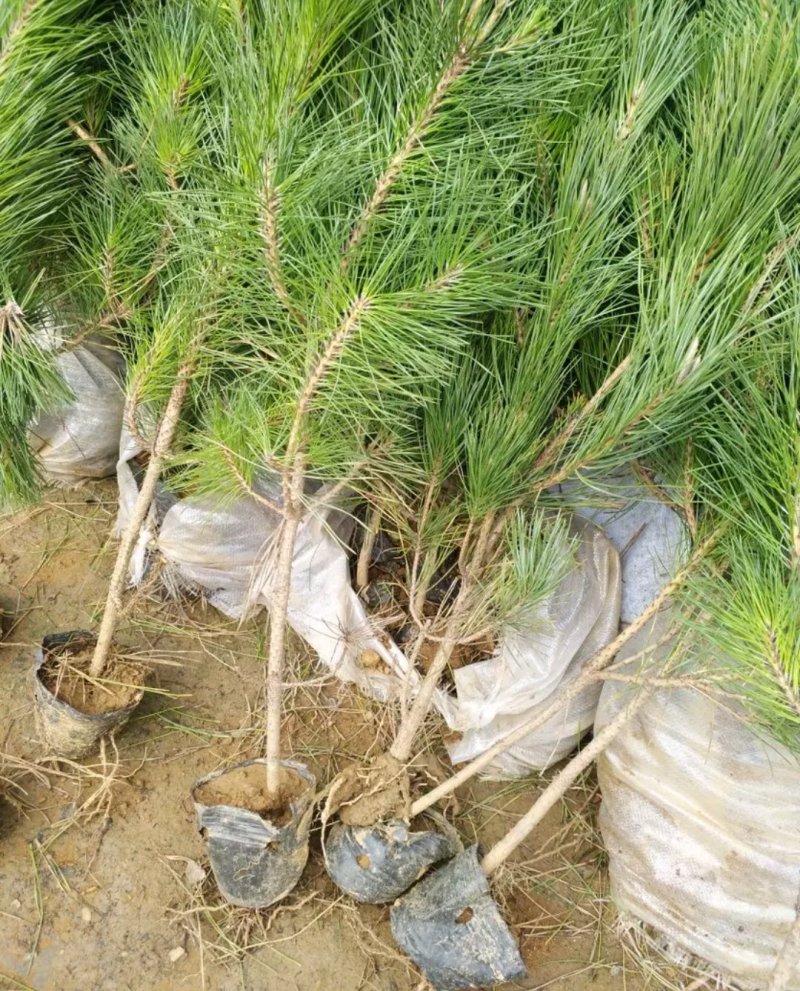 黑松可以编织造型喜欢盆栽造型黑松品种很合适