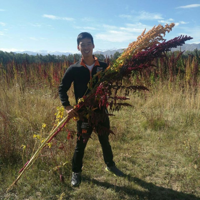 藜麦