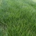 二红洋葱包回收免费技术指导成活率高《亿通果蔬育苗基地》