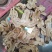 产地直销，无硫白术片炒白术，各种规格，量大从优，欢迎新老