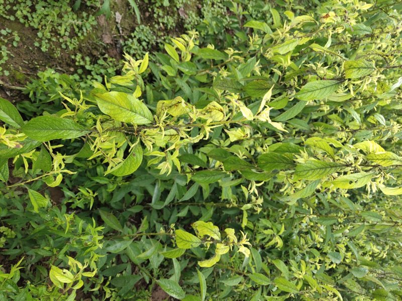 脆红李子苗保品种质量，基地现挖，欢迎来电