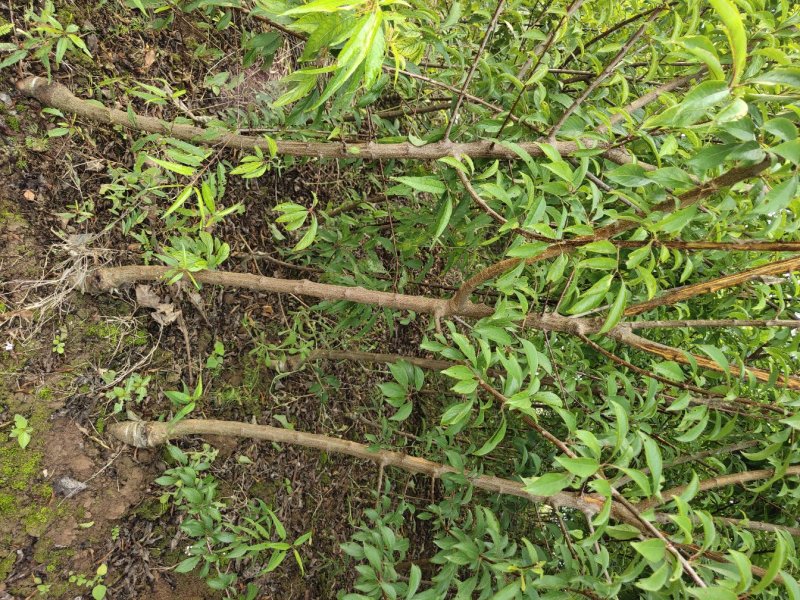 脆红李子苗保品种质量，基地现挖，欢迎来电