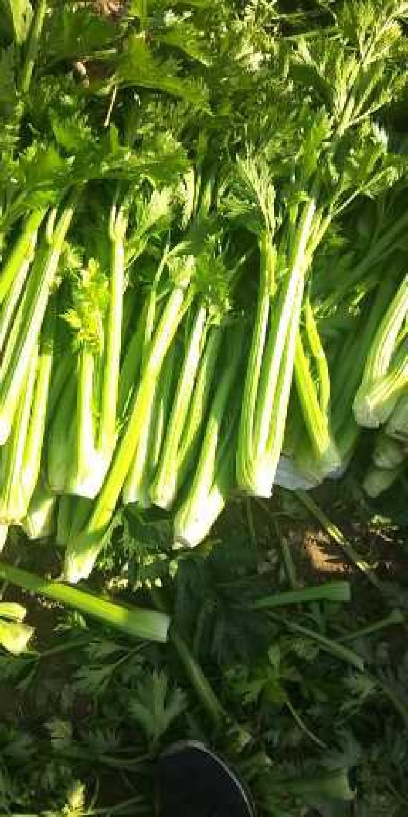 （实力代收）西芹，基地直供，对接电商，超市，代发全国