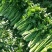 （实力代收）西芹，基地直供，对接电商，超市，代发全国