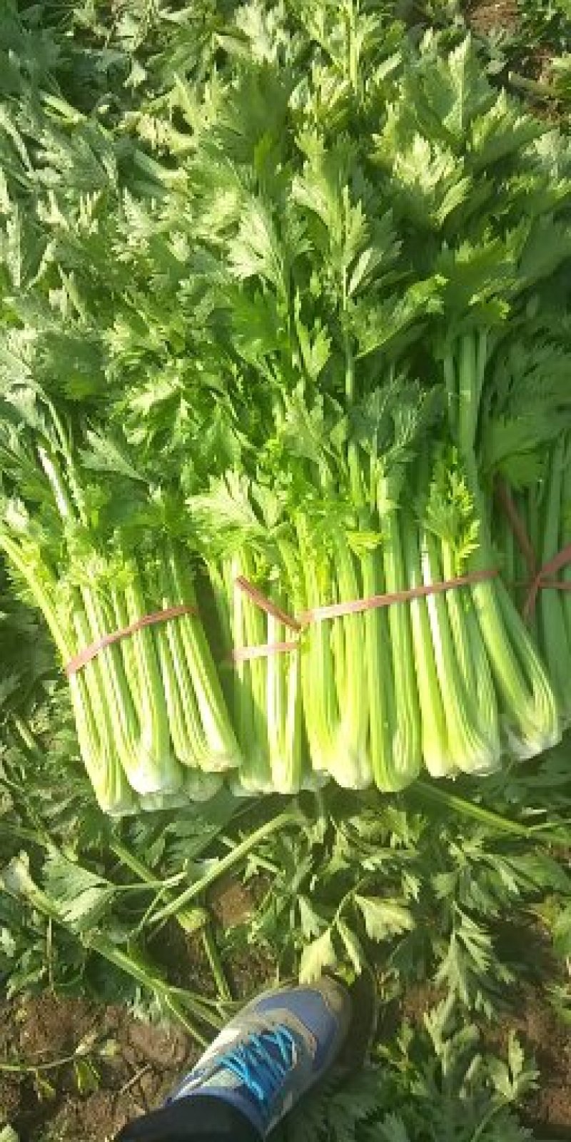 （实力代收）西芹，基地直供，对接电商，超市，代发全国