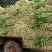 （实力代收）西芹，基地直供，对接电商，超市，代发全国