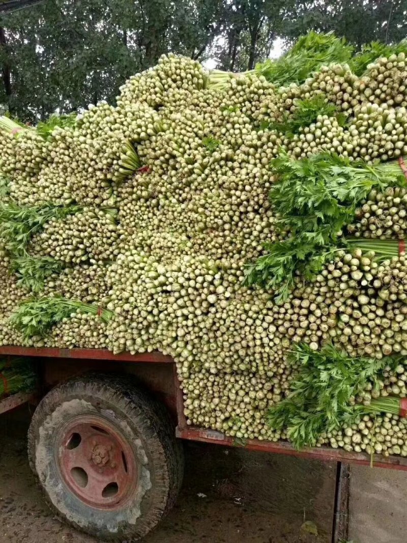 （实力代收）西芹，基地直供，对接电商，超市，代发全国