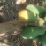 水果木瓜