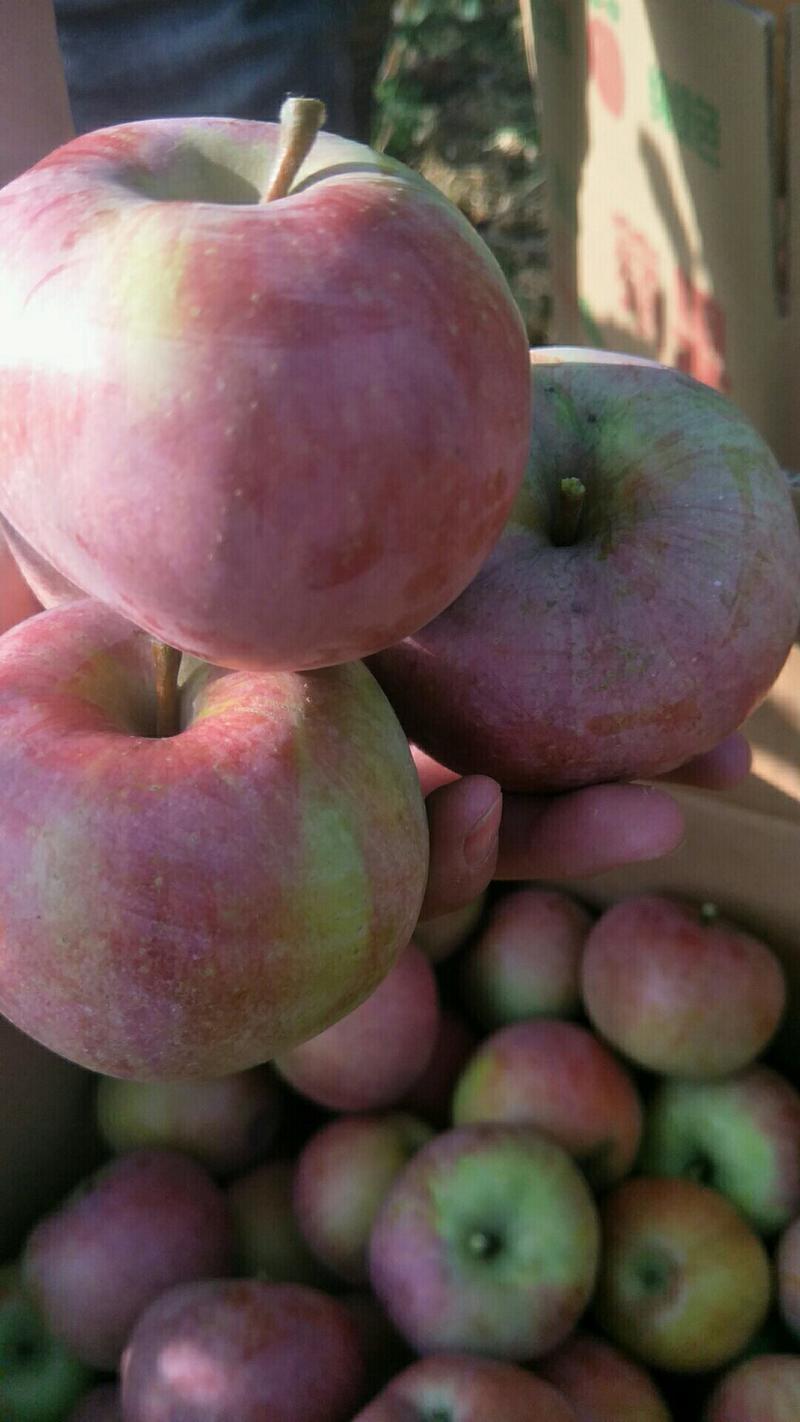 青龙国光苹果批发大小个头都有产地代办国光苹果