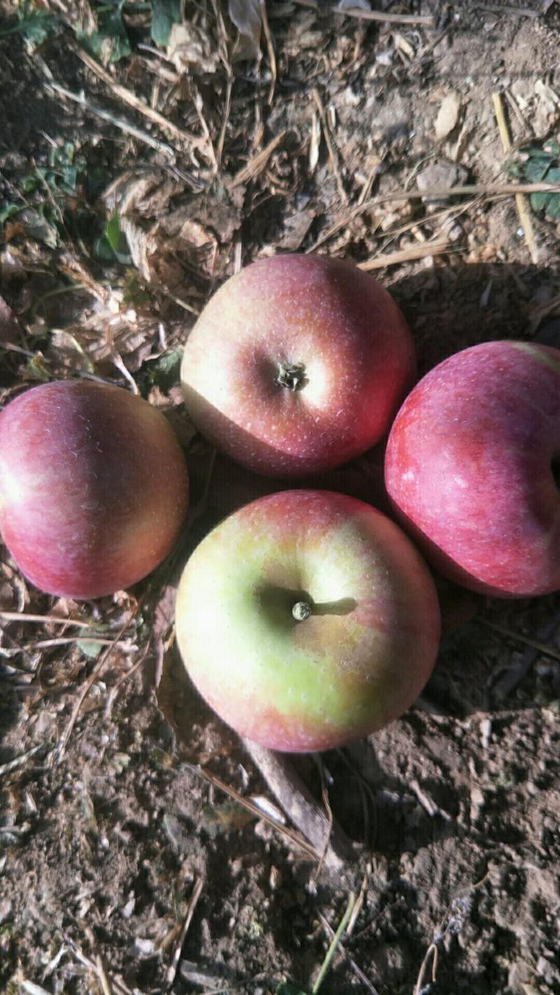青龙国光苹果批发大小个头都有产地代办国光苹果