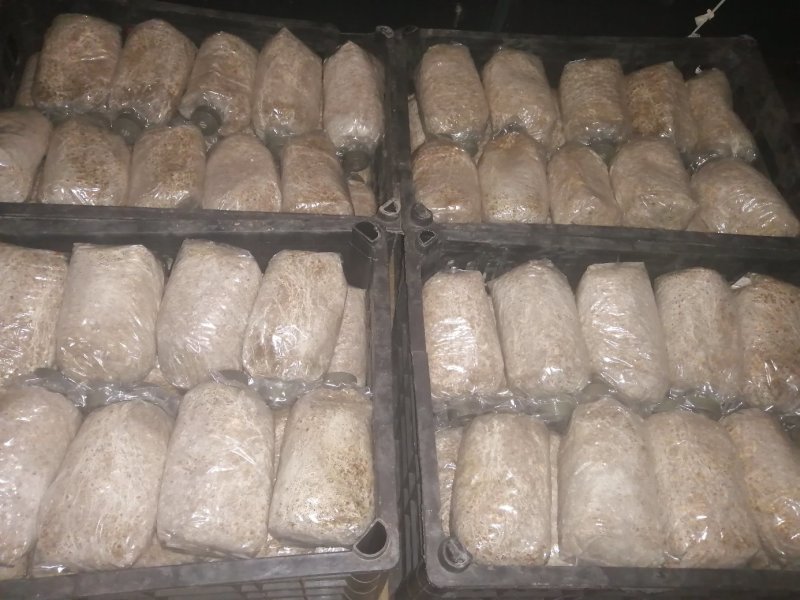 白蘑双孢菇菌种，食用菌菌种母种原种栽培种一级，二级，三级