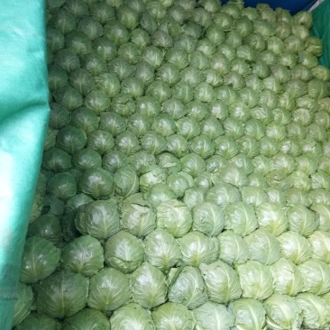 大棚种植精品8398甘蓝