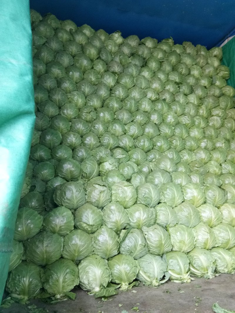 大棚种植精品8398甘蓝