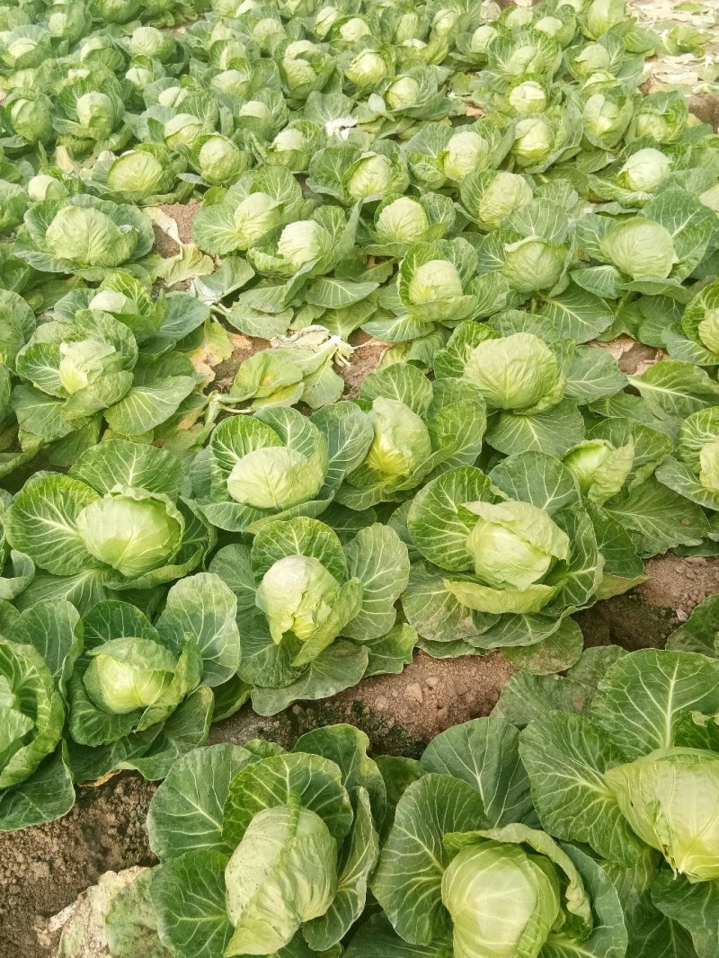 大棚种植精品8398甘蓝