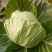 大棚种植精品8398甘蓝